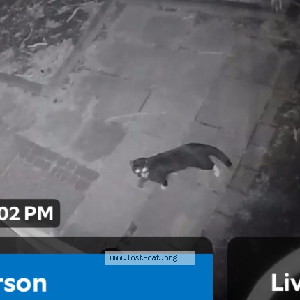 Photo de chat trouvé à Laval