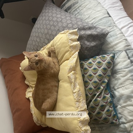 Photo 1/1 poutou Chat perdu à Quetigny