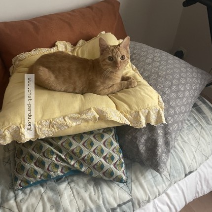 Photo 1/1 poutou Chat perdu à Quetigny
