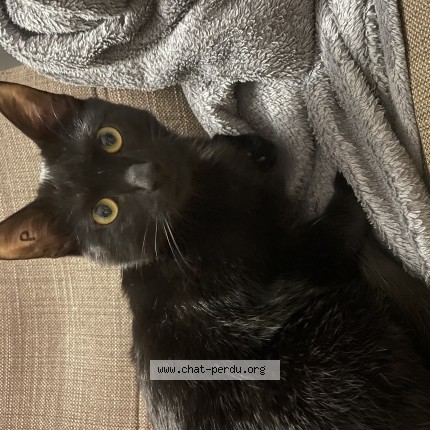 Photo de chat perdu à Argenteuil