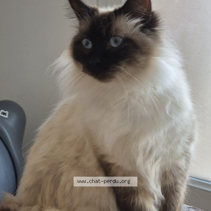 Photo de chat perdu à La Ricamarie
