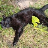 Lilou