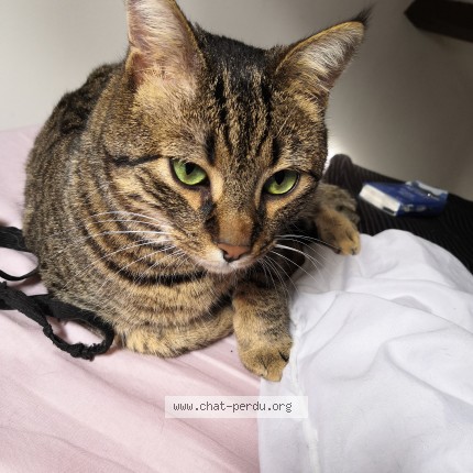 Photo 1/1 Ninho Chat perdu à Nantes
