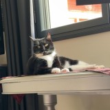 chouquette