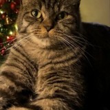 nino