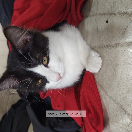 Photo 1/1 Chat trouvé Trouvé à Morsang Sur Orge