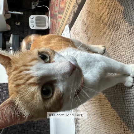 Photo 1/1 Chat trouvé Trouvé à Schaerbeek
