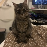 tyson
