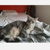minette