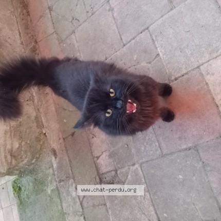 Photo 1/1 Chat trouvé Trouvé à Lagupie