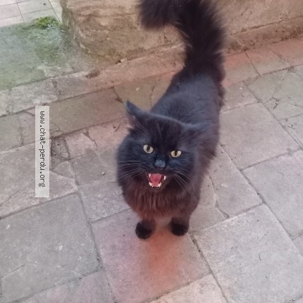 Photo 1/1 Chat trouvé Trouvé à Lagupie