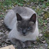 MIMI