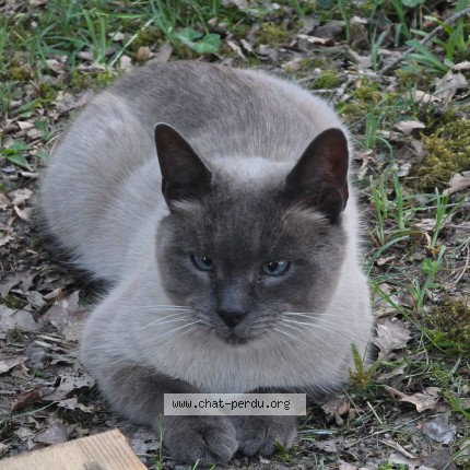 Photo 1/1 MIMI Chat perdu à St Georges De Blancaneix