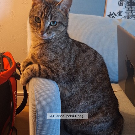 Photo 1/1 Chat retrouvé Perdu à Toulouse