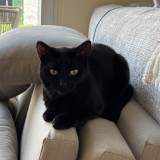 Onyx