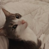 minette
