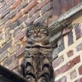 minou-minou