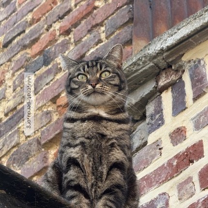 Photo 1/1 minou-minou Chat perdu à Amiens