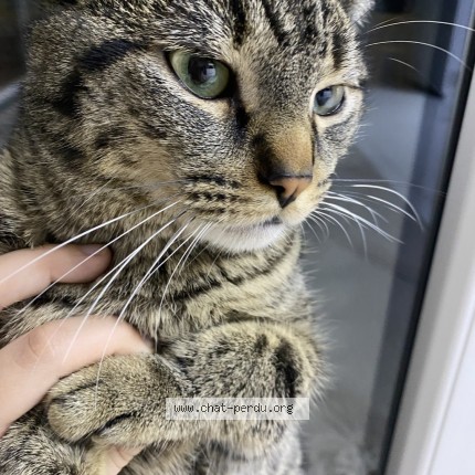 Photo de chat perdu à Valenciennes