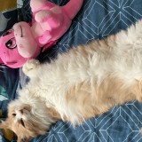 Cooky