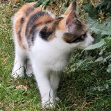 Va&Iuml;na