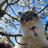 Nala