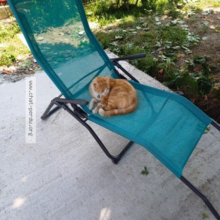 Photo 1/1 Chat retrouvé Perdu à Saint Amand Sur Sevre