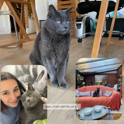 Photo 1/1 Balou Chat perdu à Toulouse