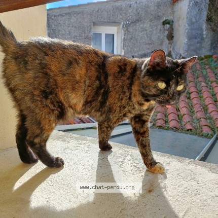 Photo 2/2 Ever Chat perdu à Mareuil Sur Lay Dissais