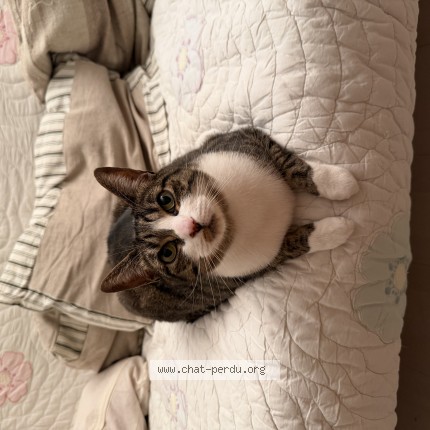 Photo de chat perdu à Cormeilles En Parisis
