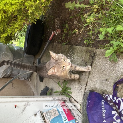 Photo de chat trouvé à Ornex
