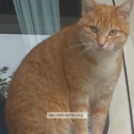 Photo de chat perdu à Portes Les Valence