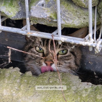 Photo 1/1 Chat trouvé Trouvé à Palaiseau