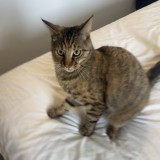 nalla
