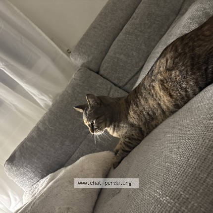 Photo 2/2 nalla Chat perdu à Creteil