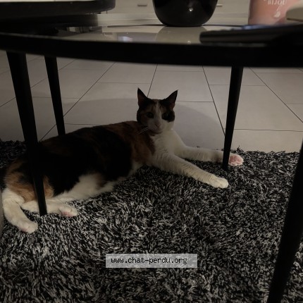 Photo de chat perdu à Matin