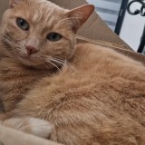 Peanut