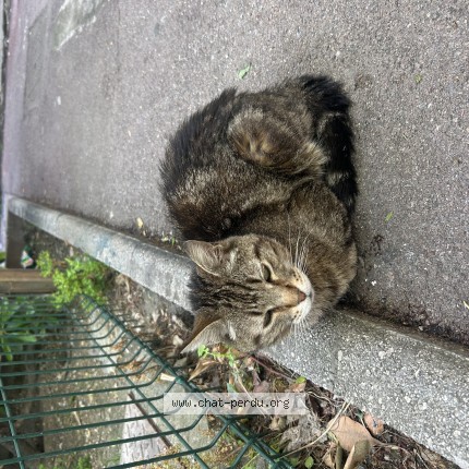 Photo 1/1 Chat trouvé Trouvé à Marseille