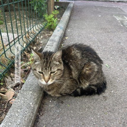 Photo 1/1 Chat trouvé Trouvé à Marseille