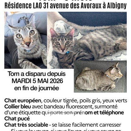 Photo 1/1 tom Chat perdu à Albigny Sur Saone