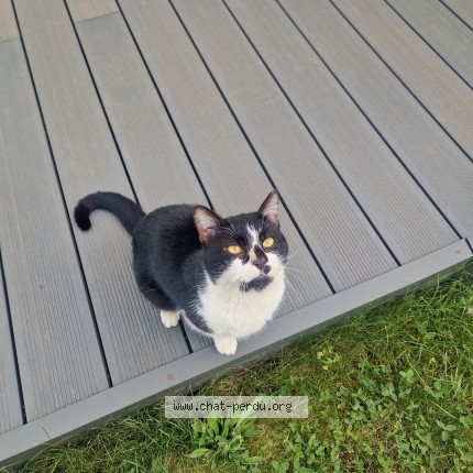 Photo 1/1 Chat retrouvé Trouvé à Beauchamp