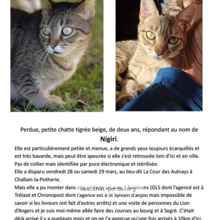 Photo 1/1 Nigiri Chat perdu à Challain La Potherie