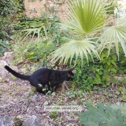 Photo 1/1 Chat trouvé Trouvé à Nice