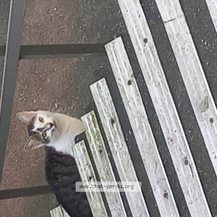 Photo 1/1 Chat trouvé Trouvé à Venissieux