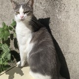 Ziggy