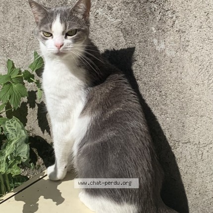 Photo 1/1 Ziggy Chat perdu à Besancon