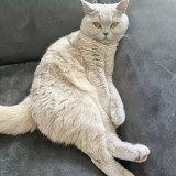 Nala