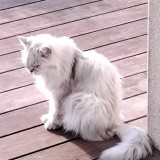 MIMIE