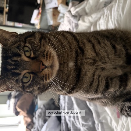 Photo de chat perdu à Rennes