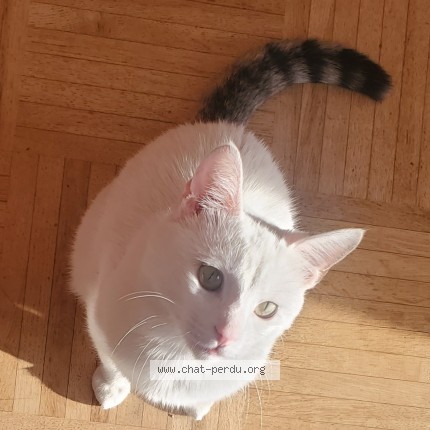 Photo 1/4 Chat trouvé Trouvé à Villeurbanne